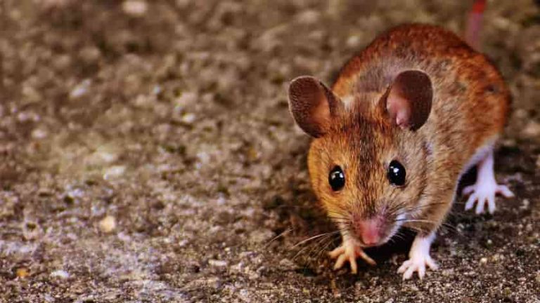 How To Keep Mice Away From Barbecue Grills | 6 Easy Ways