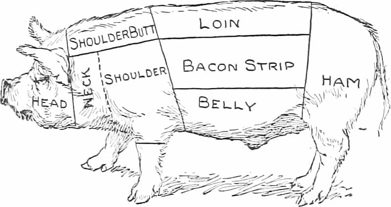 A More In-Depth Look at the bacon / Meat & the Hog Body