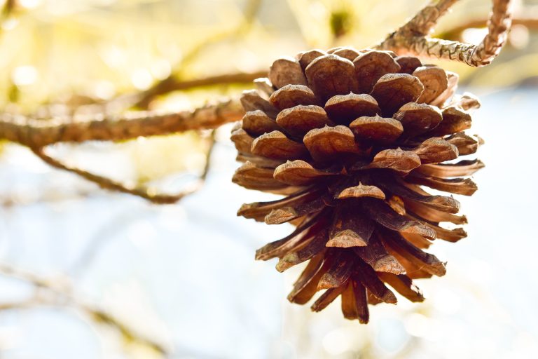 Do Pine Cones Explode in Fire? The Facts + Why.